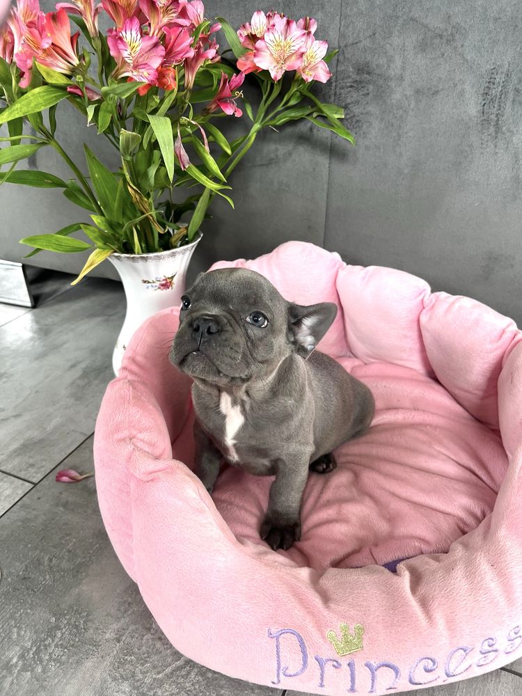 Buldog francuski blue piesek gotowy do odbioru