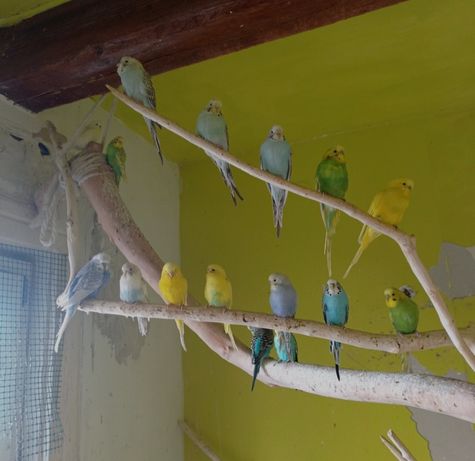 Papugi faliste pary