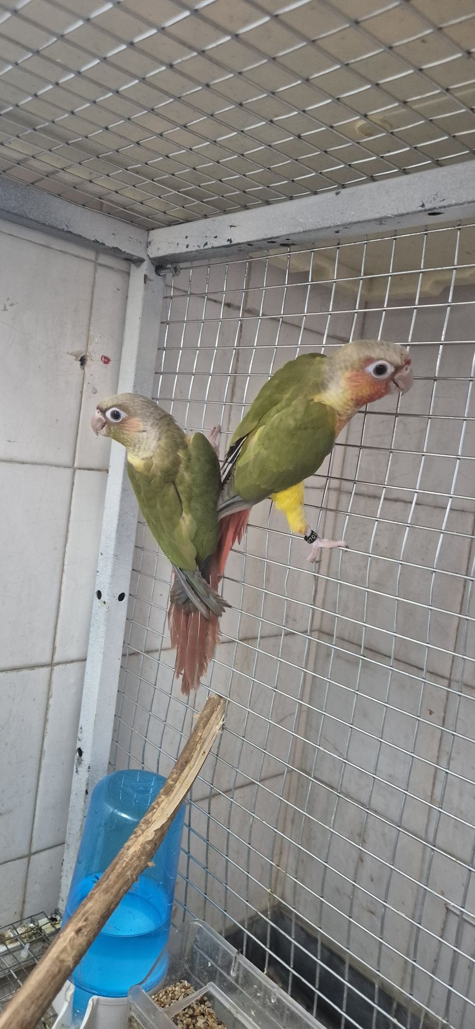 Casal pyrrhuras 2025