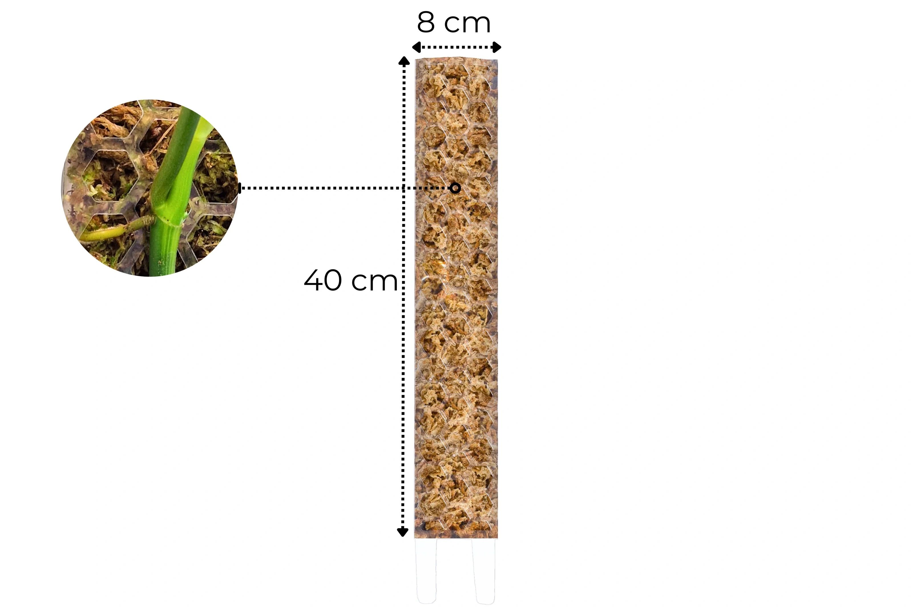 Palik na mech L - 40cm Transparentny Podpora Dla Roślin Ukorzenianie