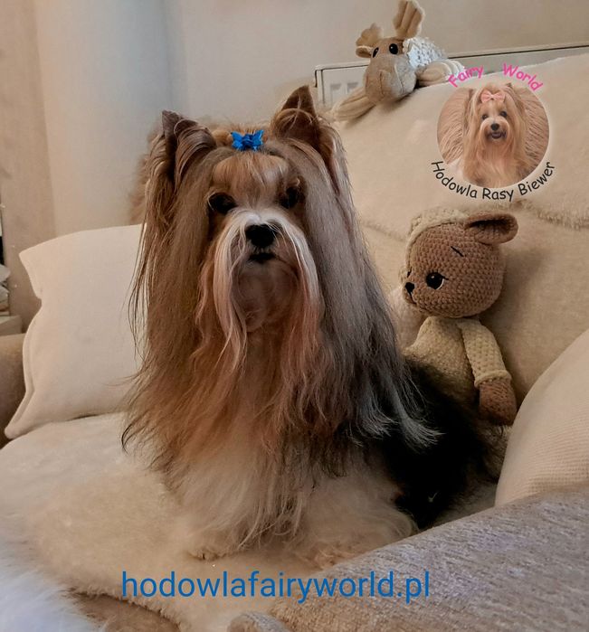 Biewer terrier PRZEŚLICZNY