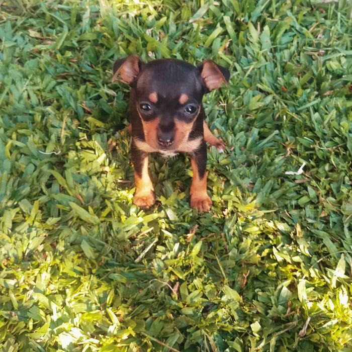 Pinscher mini fêmea