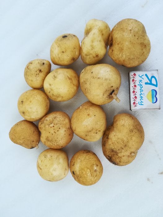 Картофель молодой, домашний