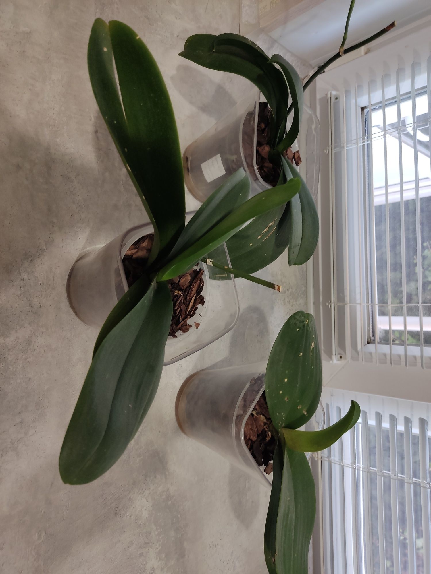 Комнатные растения Монстера,орхидея