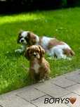 Cavalier King Charles Spaniel