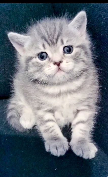 Fêmea British Shorthair tabby silver