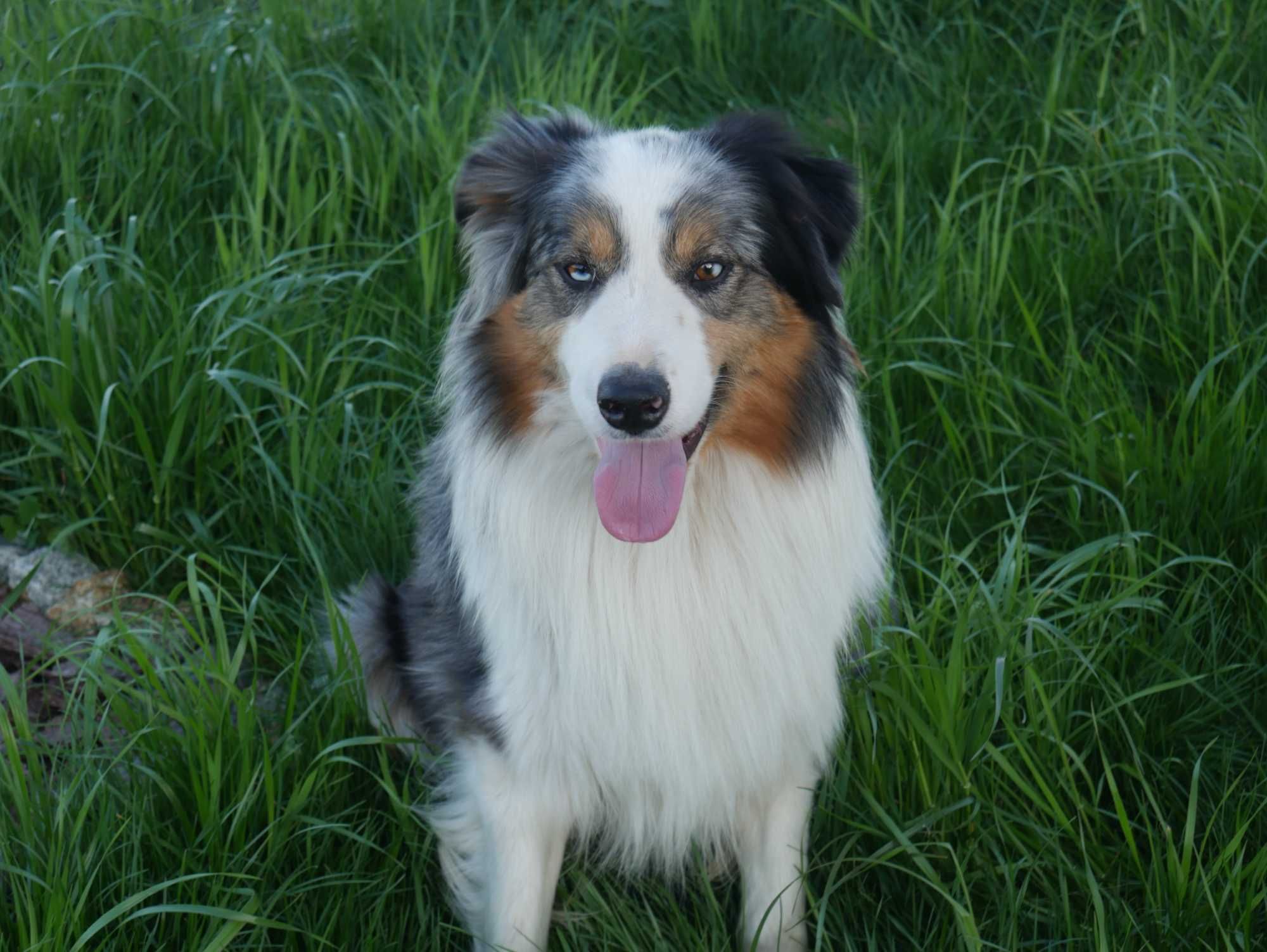 Border collie - Tri Color