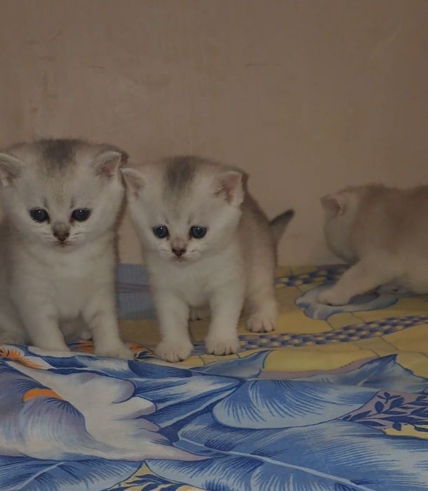 Чистокровні сріблясті шиншили