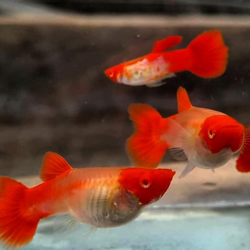 Guppys koi linha pura