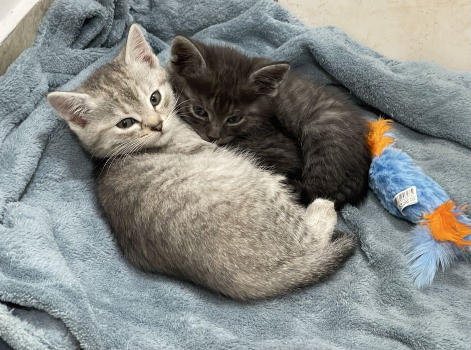 Kotki jasnoszare prażkowane do wydania