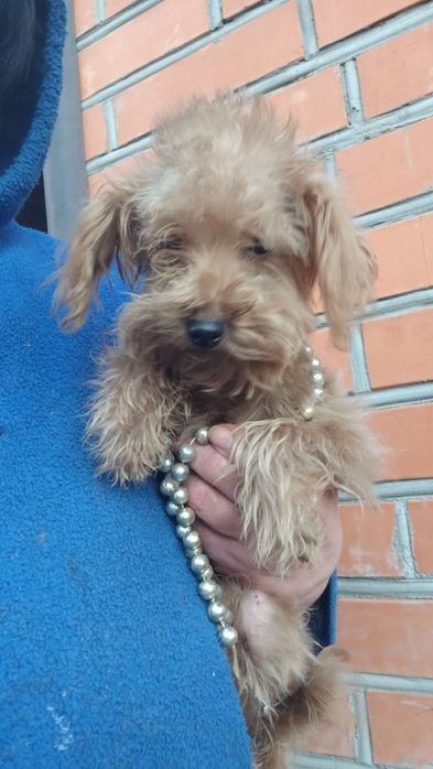 Маленький хлопчик мальтипу