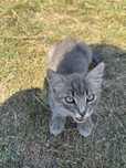 Котик безкоштовно