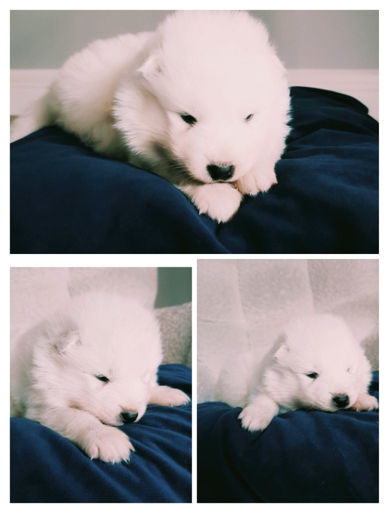 Szczeniaczek Samoyed  piesek gotowy do odbioru