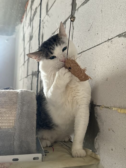 Котик в добрі руки