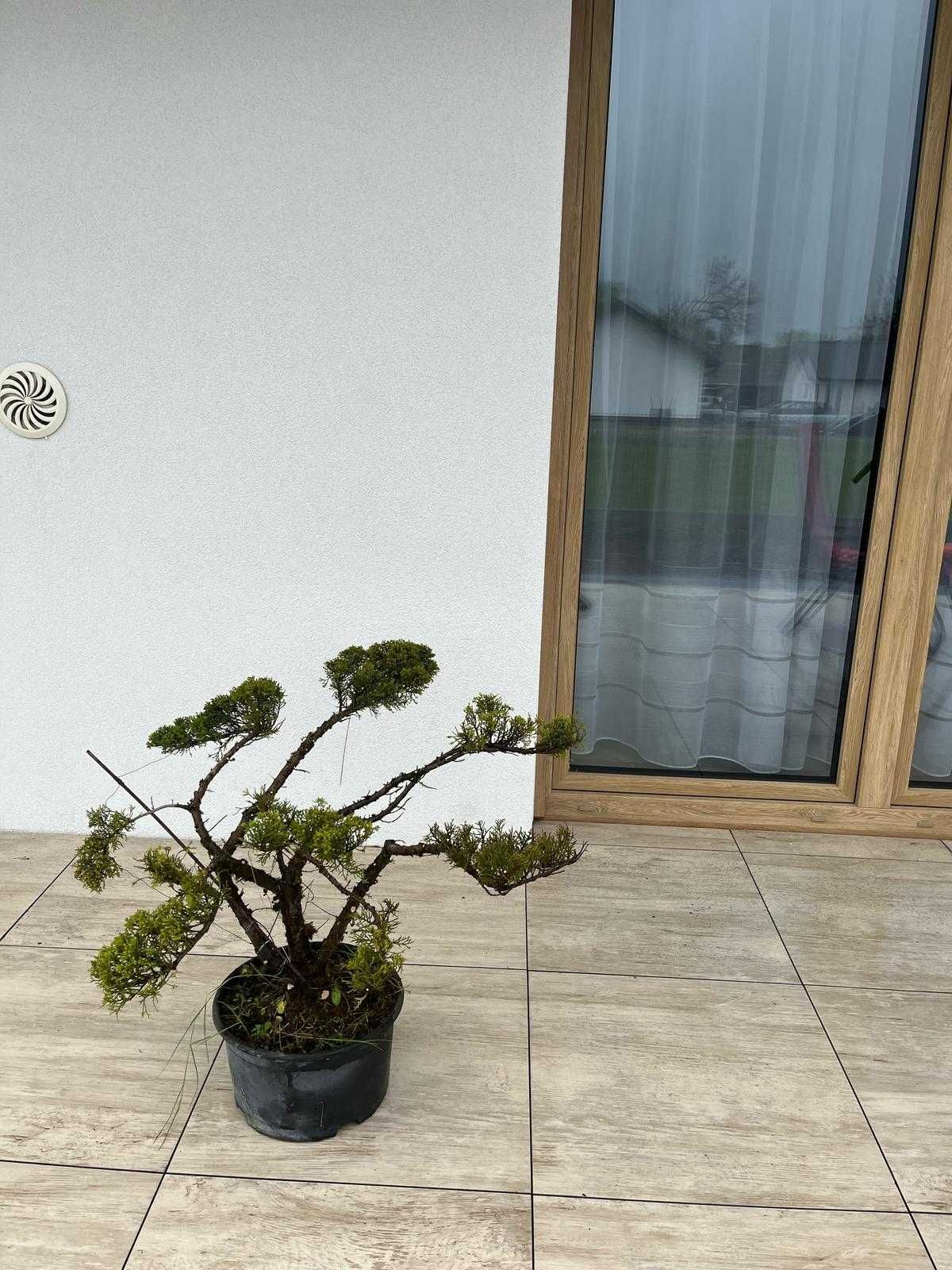 Sprzedam drzewko bonsai