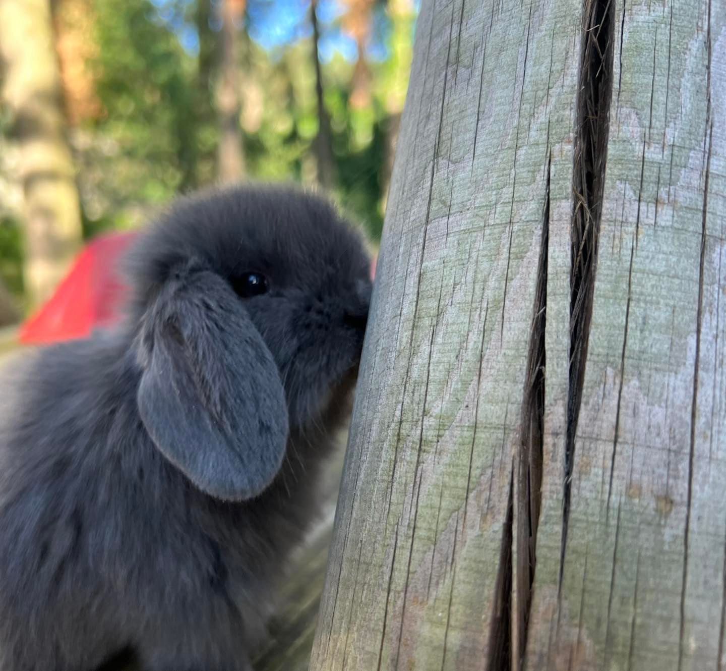 Mini lop teddy karzełek króliczki miniaturowe z legalnej hodowli