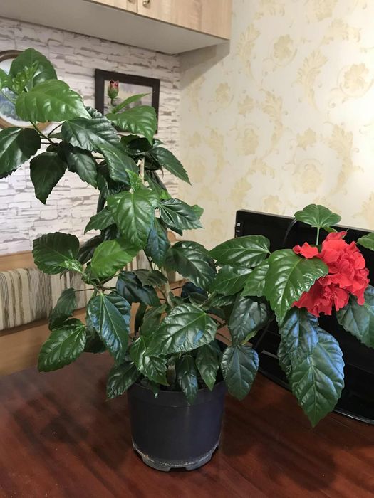 Кімнетні рослини пальми в асортименті