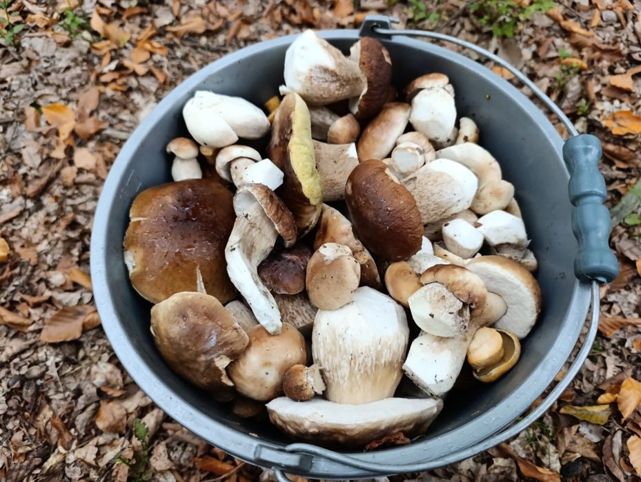 Grzyby świeże i suszone różne