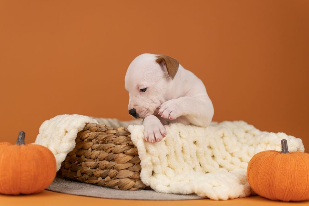 Шикарные мальчики породы Американский стаффордширский терьер