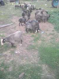 Продам молодняк овець романовських