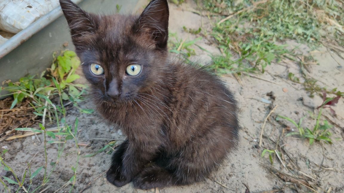 Милые котята в добрые руки