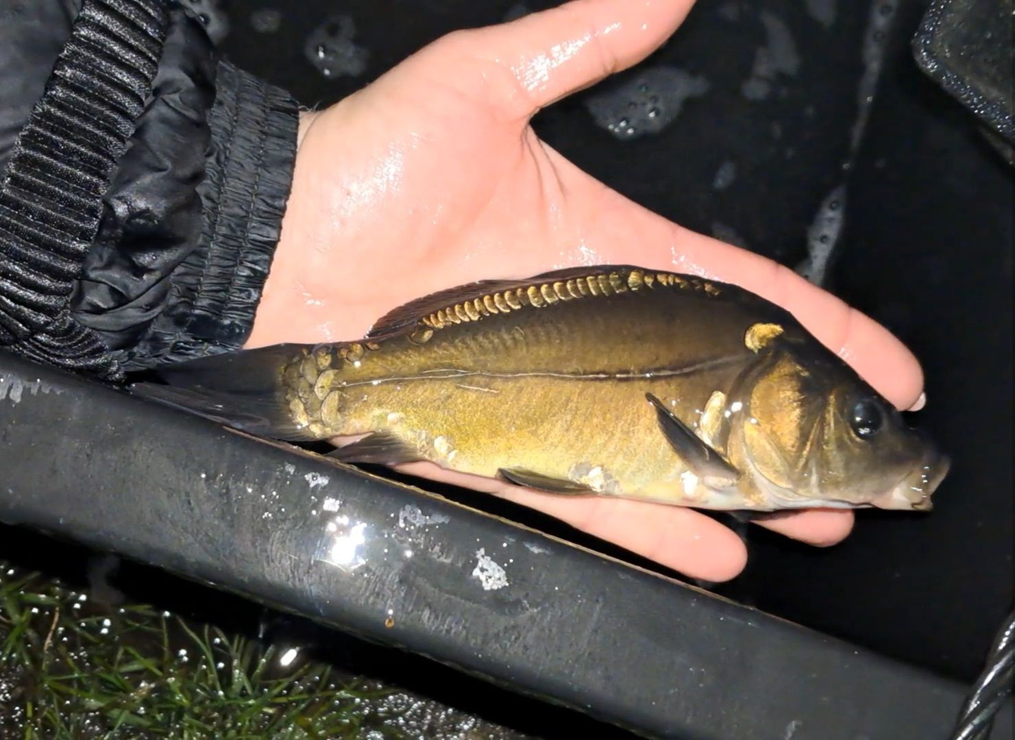 Karp narybek kroczek 15-20cm Lin, Jesiotr