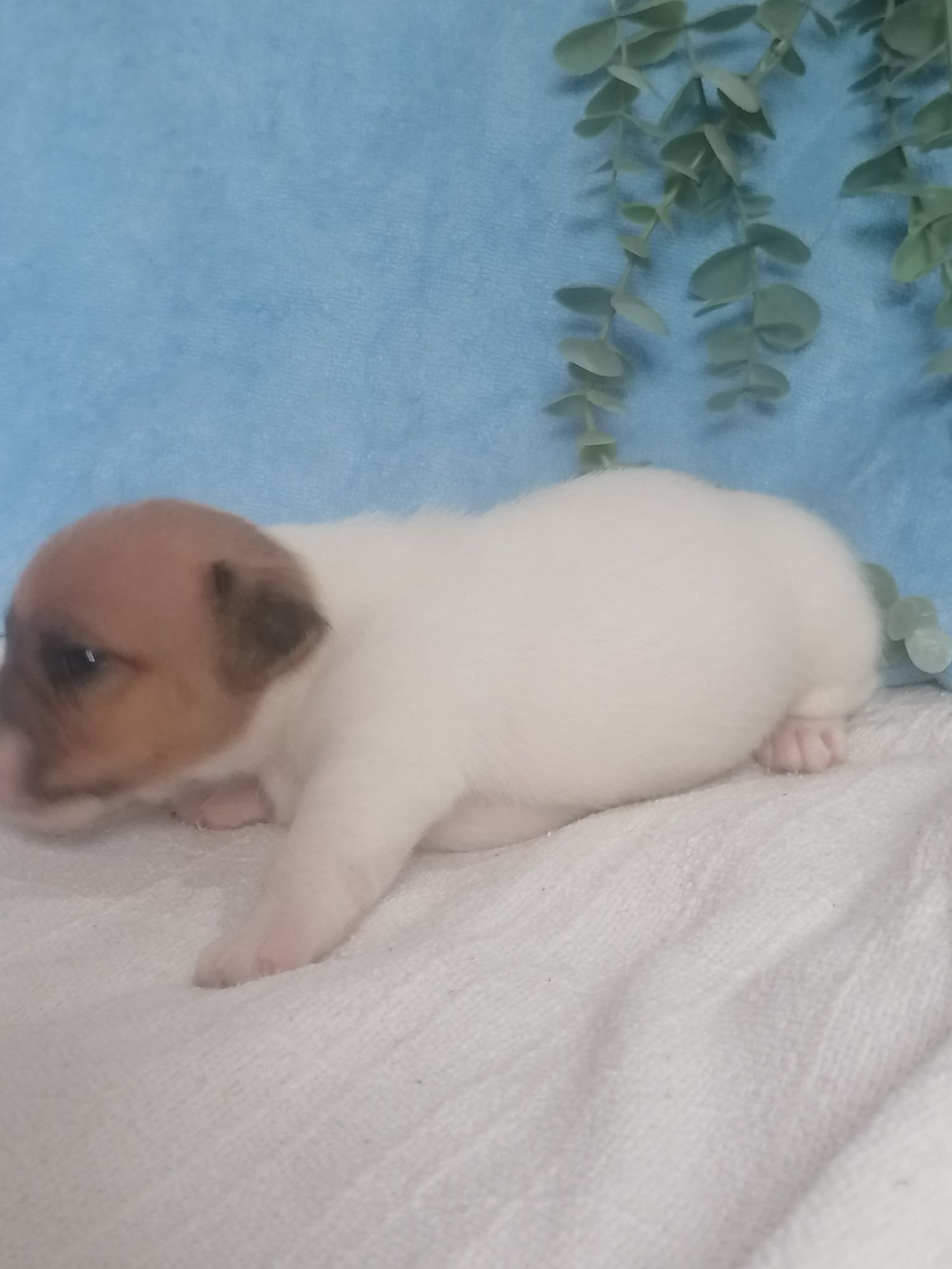 Jak Russell terrier