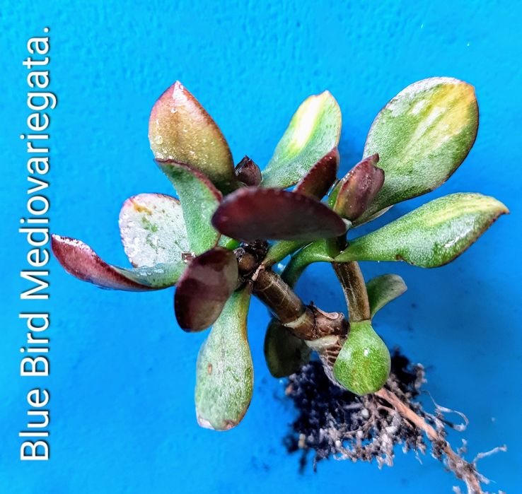 Вариегатные крассулы толстянки денежные деревья суккуленты.