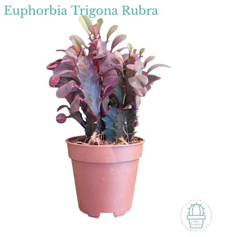 Suculenta Euphorbia Trigona Rubra