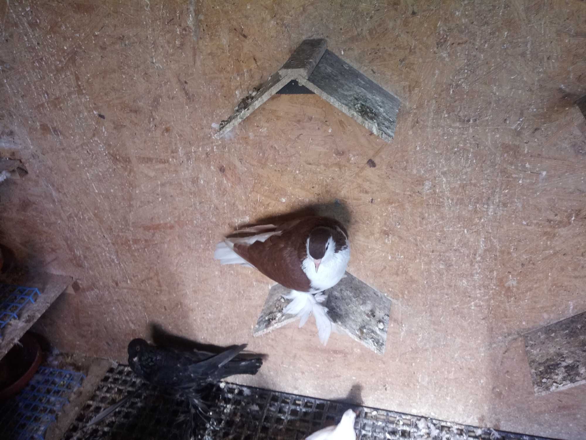 Sprzedam golebie ozdobne