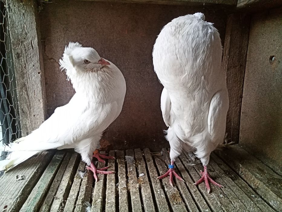 Garłacze śląskie pary