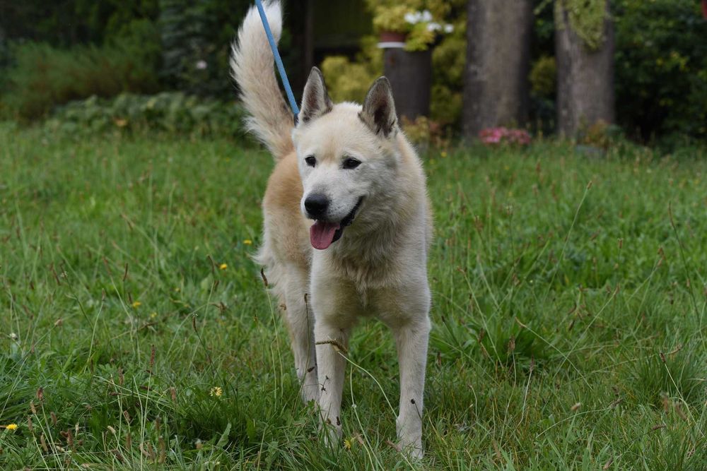 Atom - duży piesek do adopcji