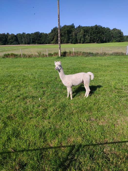 Alpaki biały i brązowe