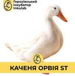 Качка ОРВІЯ продаж