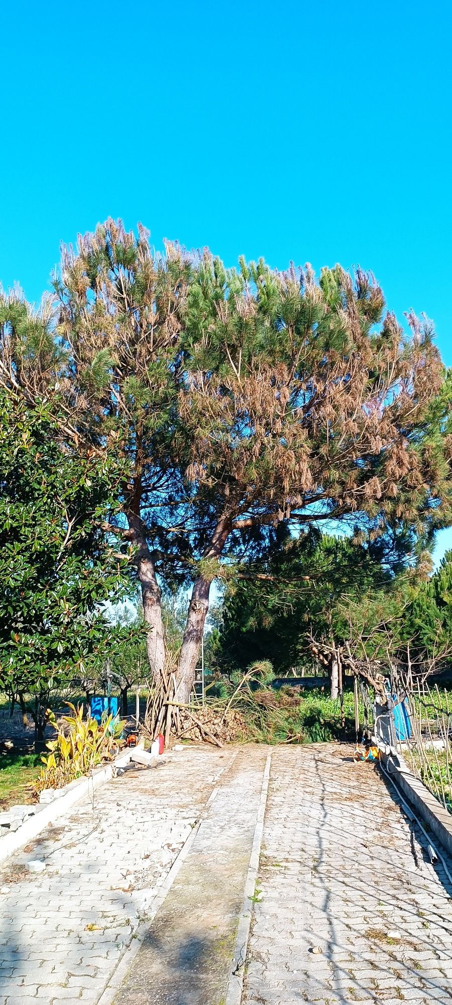 Corte de árvores/ limpeza de terrenos