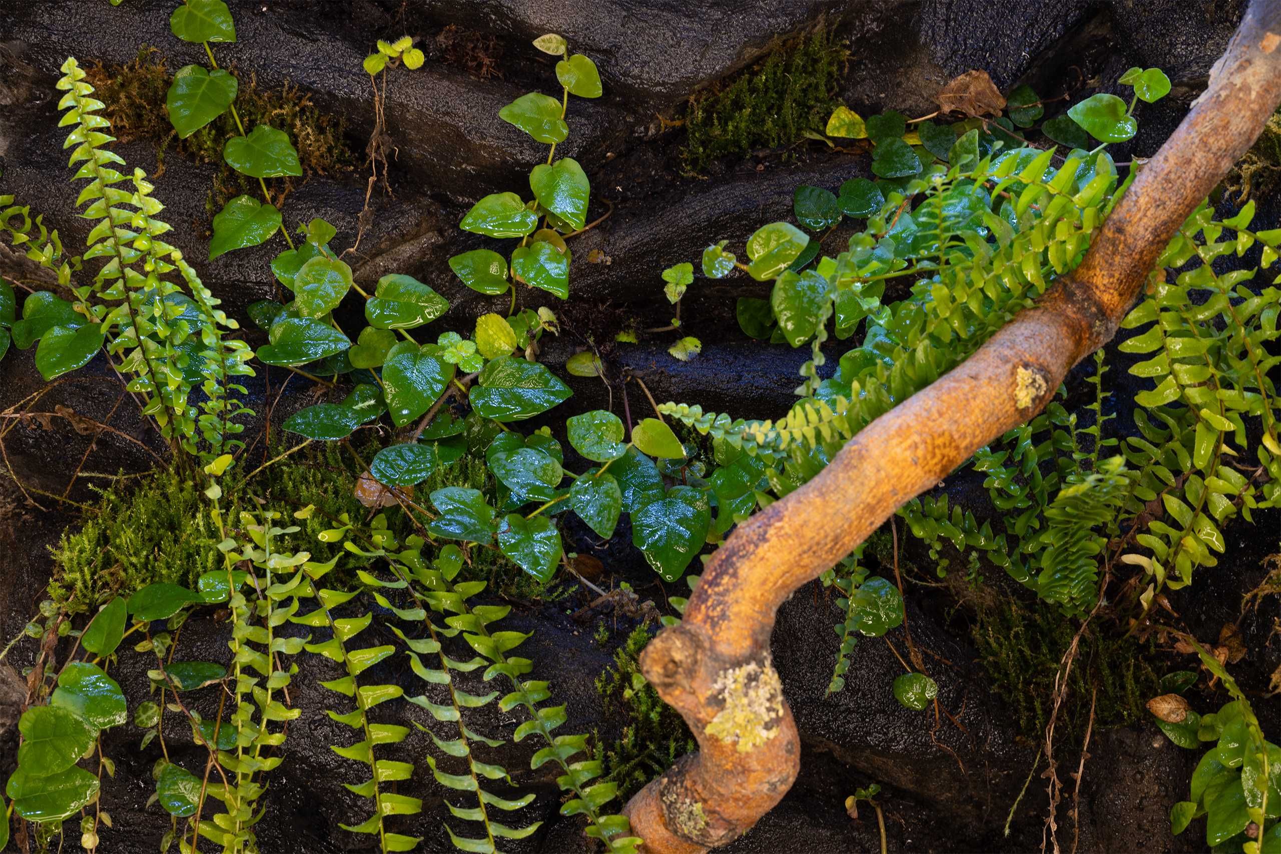 terrarium tropikalne 60x40x100 roślinne