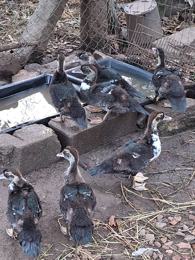 Patos mudos novos