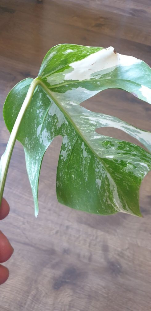 Monstera variegated