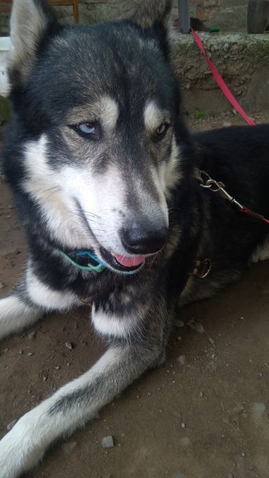 Пропав пес ,прошу повернути за ВИНАГОРОДУ!!!