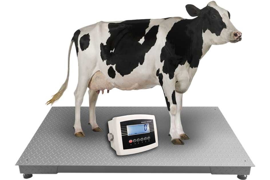 Waga do krów byka żywca Inwentarzowa Platformowa 1,0x2,2 5T WYSYŁKA
