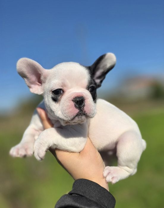 Maravilhosa! Buldogue Francês Fêmea Preta e Branca