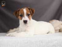 Jack Russell Terrier ZKwP FCI piękna suczka po CH.PL