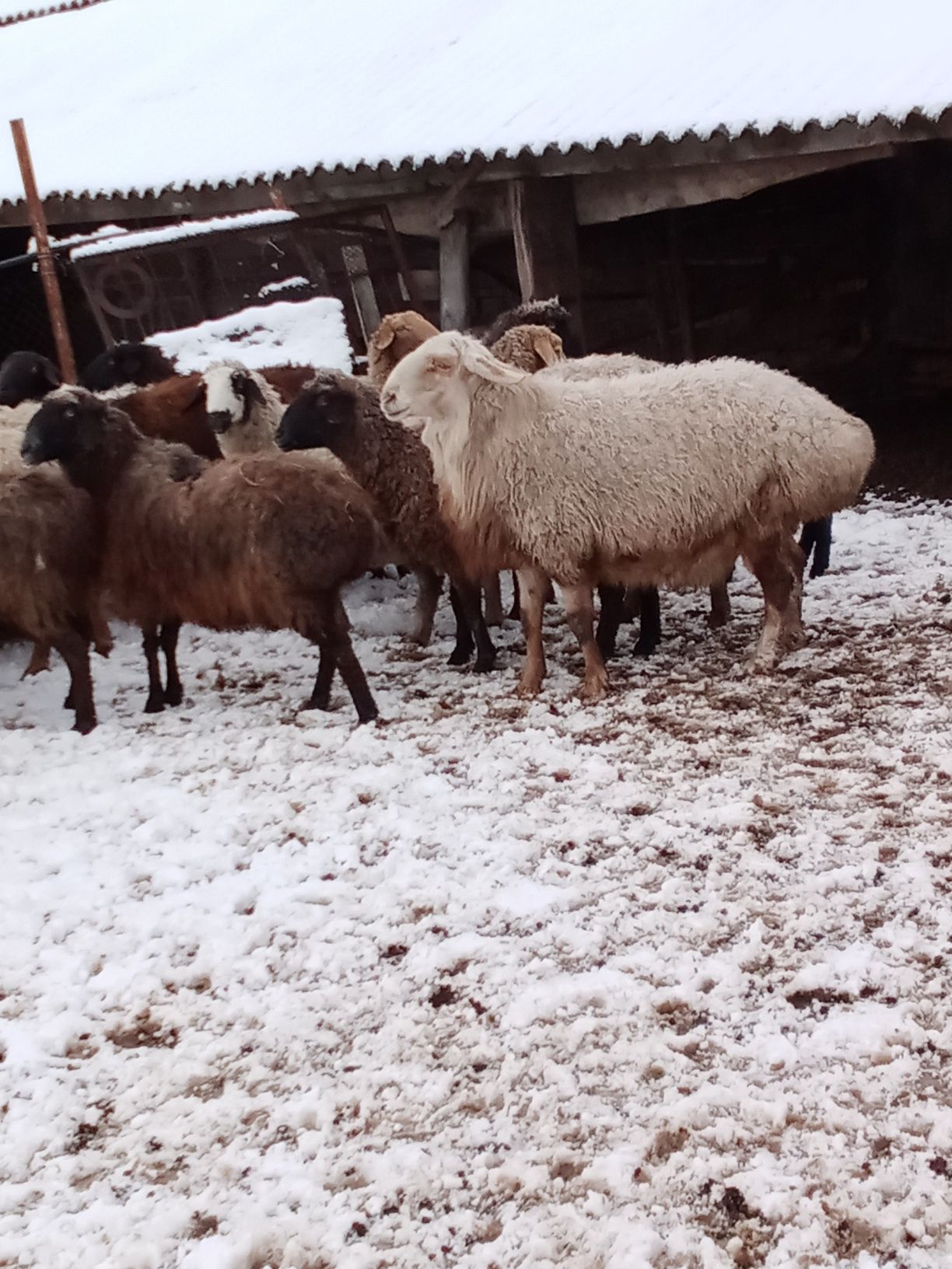 Продам вівці Гісари