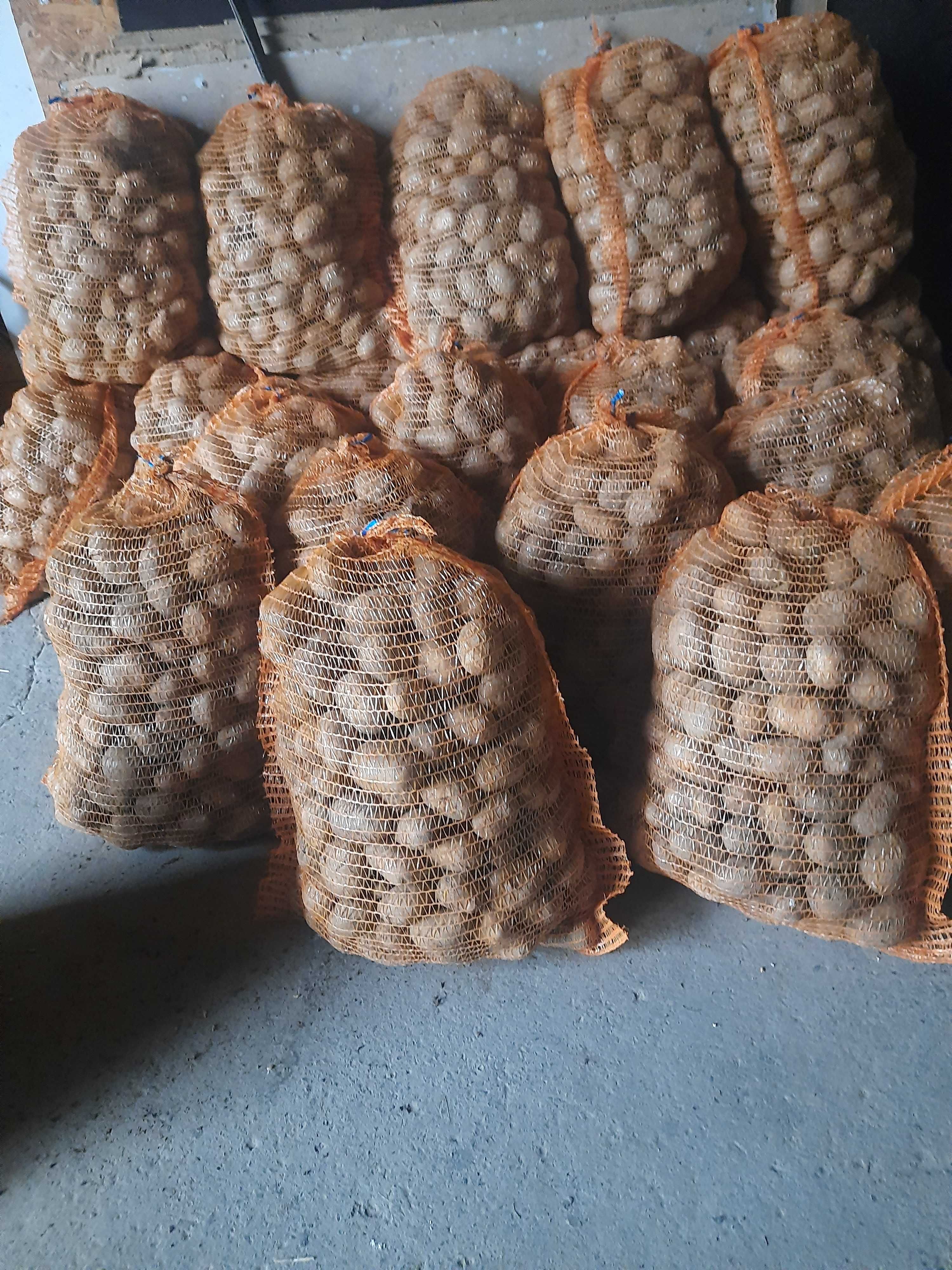 Ziemniaki sadzeniaki Soraya