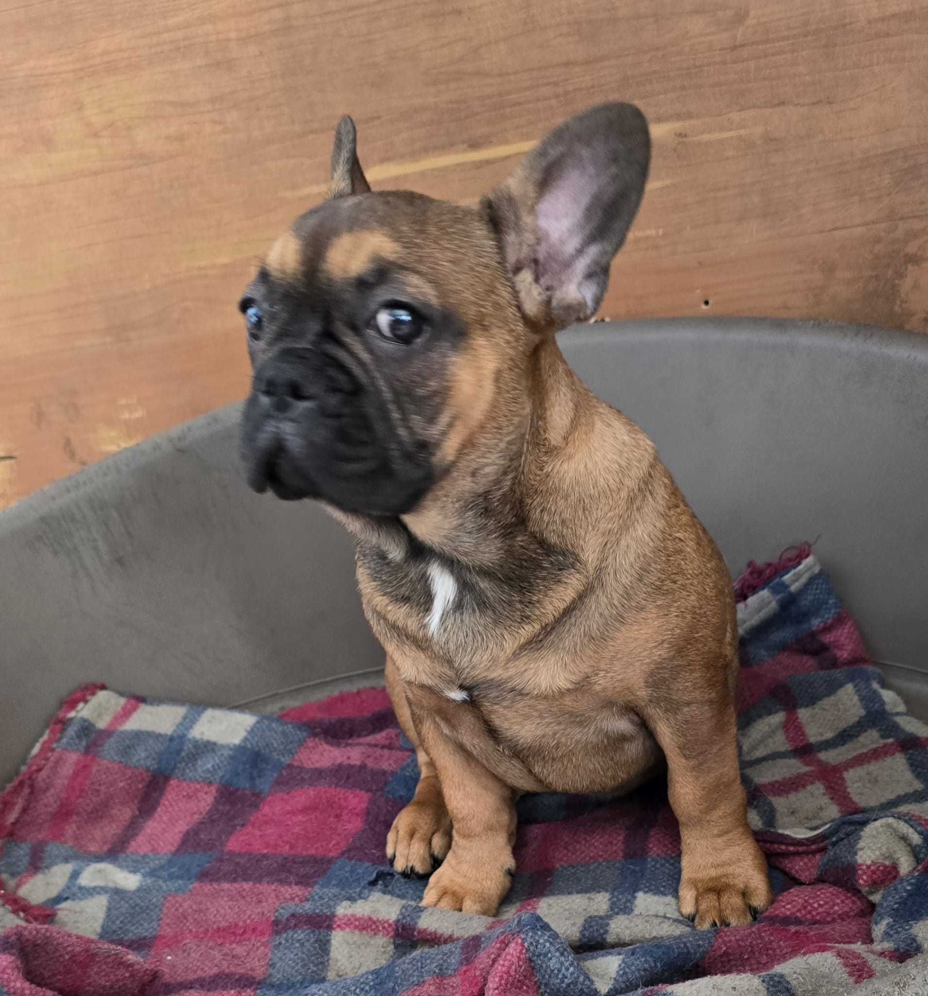 Bulldog francês  exotico femea