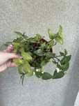 Plantas interior