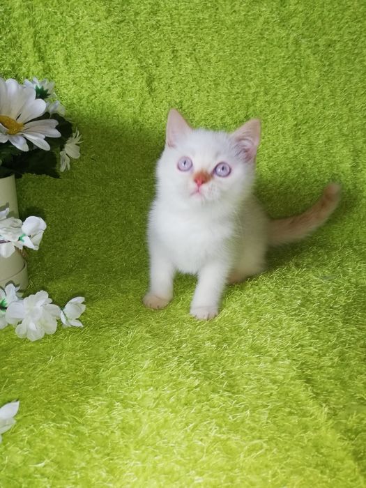 Kot koty kocięta kotki brytyjski