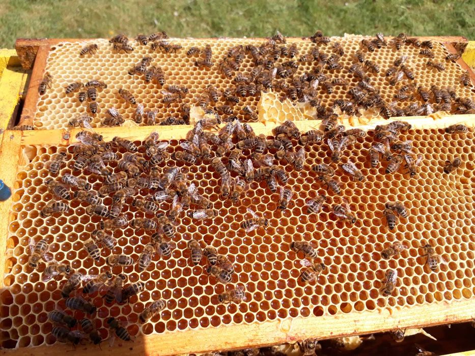 Zastaw miodów z własnej pasieki
