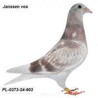 Gołębie pocztowe Gołąb Młodego 2024Janssen -vos/019 rodowodem