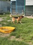 Skoczek do adopcji